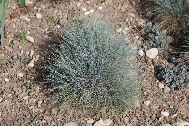 Festuca glauca am Gartenteich pflanzen (Einrichtungsbeispiele mit Blauschwingel)