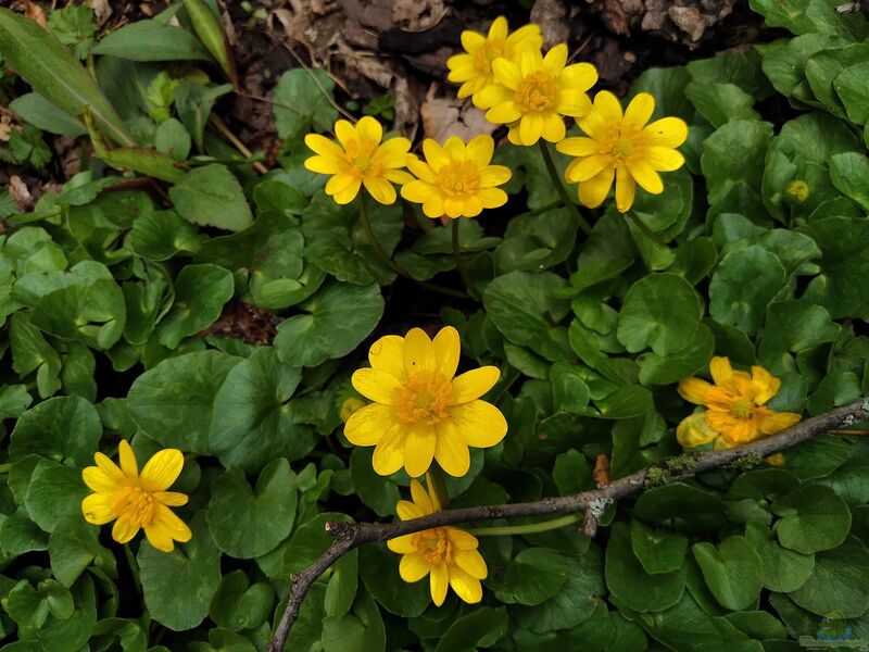 Ficaria verna im Garten pflanzen (Einrichtungsbeispiele mit Scharbockskraut)