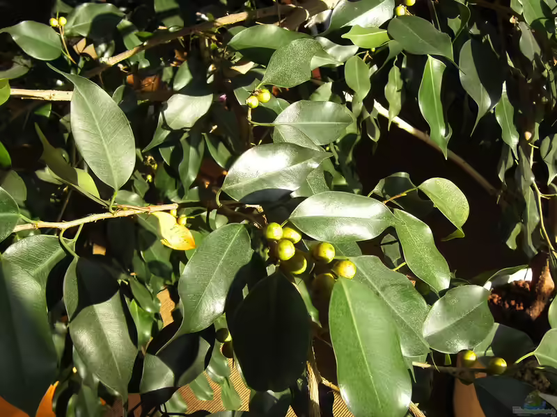 Ficus benjamina im Terrarium (Einrichtungsbeispiele mit Birkenfeigen)
