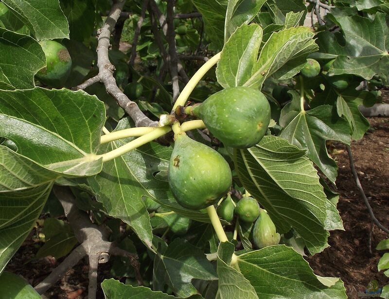 Ficus carica im Garten pflanzen (Einrichtungsbeispiele mit Feigenbaum)