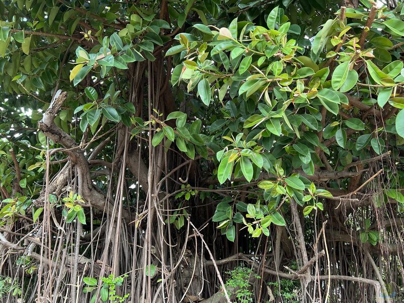 Ficus elastica im Garten pflanzen (Einrichtungsbeispiele mit Gummibaum)