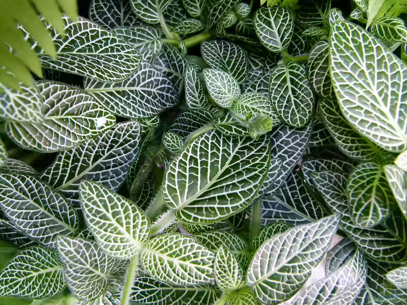 Fittonia im Terrarium (Einrichtungsbeispiele mit Mosaikpflanzen)