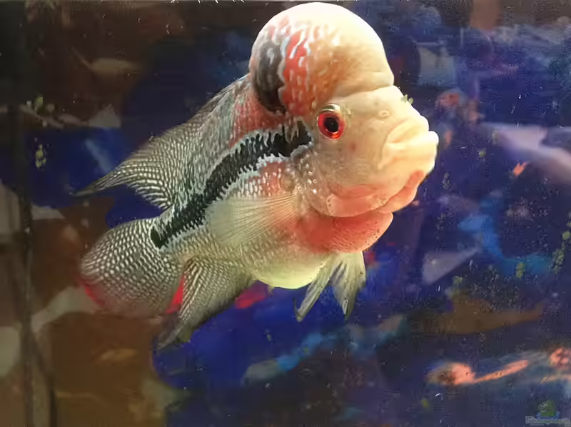 Flowerhorn im Aquarium halten (Einrichtungsbeispiele für Flowerhorn-Fische)