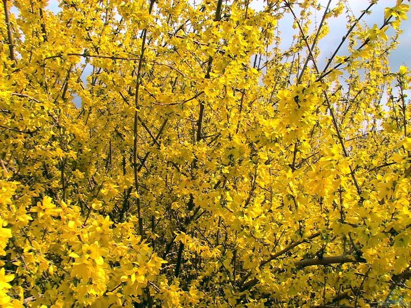 Forsythia europaea im Garten pflanzen (Einrichtungsbeispiele mit Europäische Forsythie)