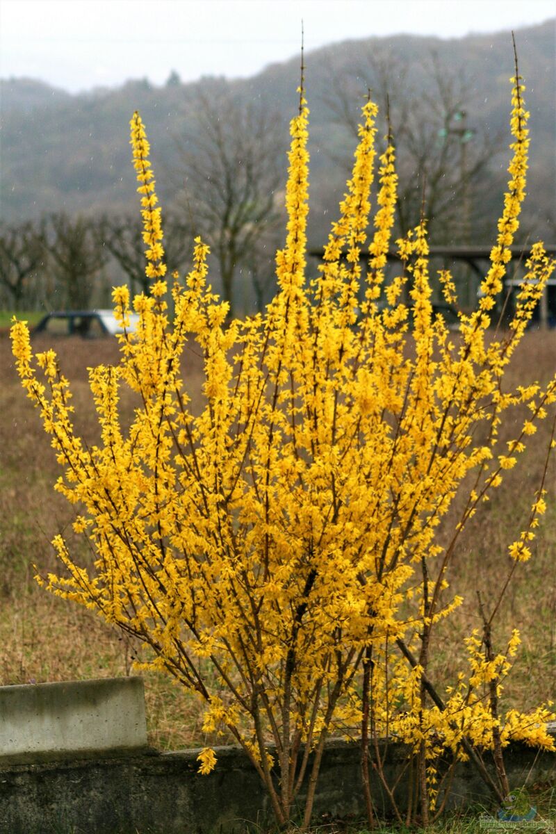 Forsythia viridissima im Garten pflanzen (Einrichtungsbeispiele mit Grüne Forsythie)