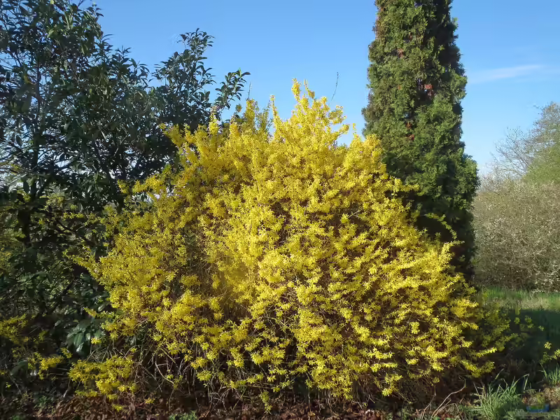 Forsythia x intermedia im Garten pflanzen (Einrichtungsbeispiele mit Garten-Forsythie)