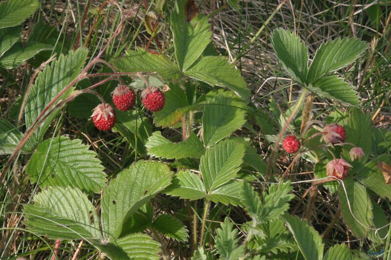 Erdbeeren im Garten pflanzen (Einrichtungsbeispiele mit Fragaria-Arten)