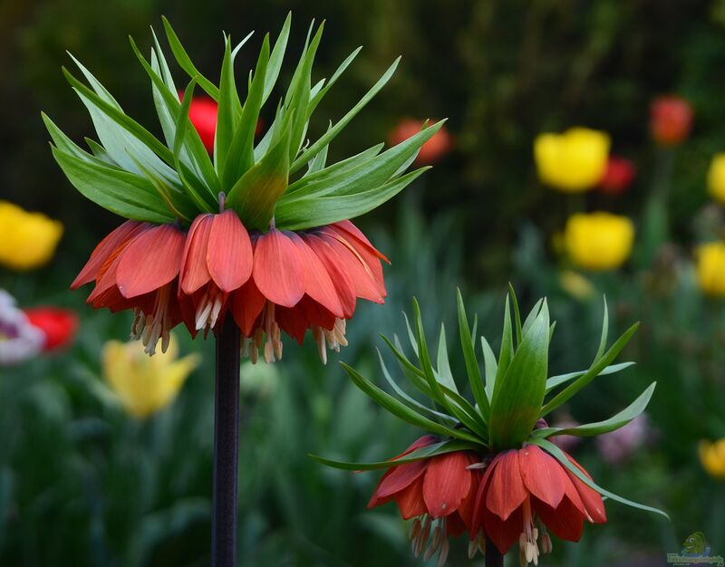 Fritillaria imperialis im Garten pflanzen (Einrichtungsbeispiele mit Kaiserkrone)