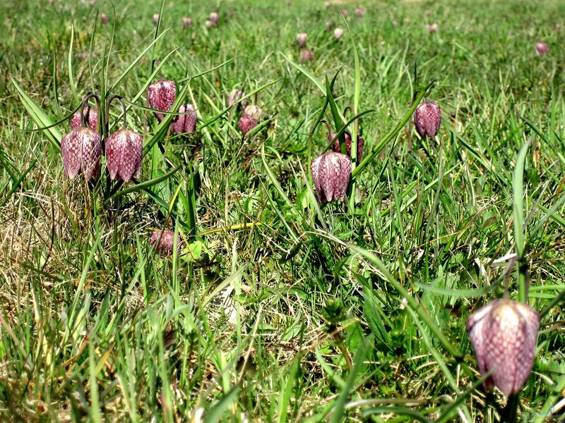 Fritillaria meleagris im Garten pflanzen (Einrichtungsbeispiele mit Schachbrettblume)