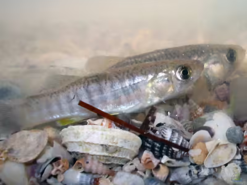 Fundulus grandis im Aquarium halten (Einrichtungsbeispiele für Golf-Killifisch)