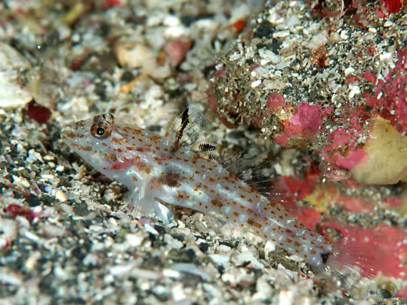 Fusigobius duospilus im Aquarium halten (Einrichtungsbeispiele für Fusigobius duospilus)