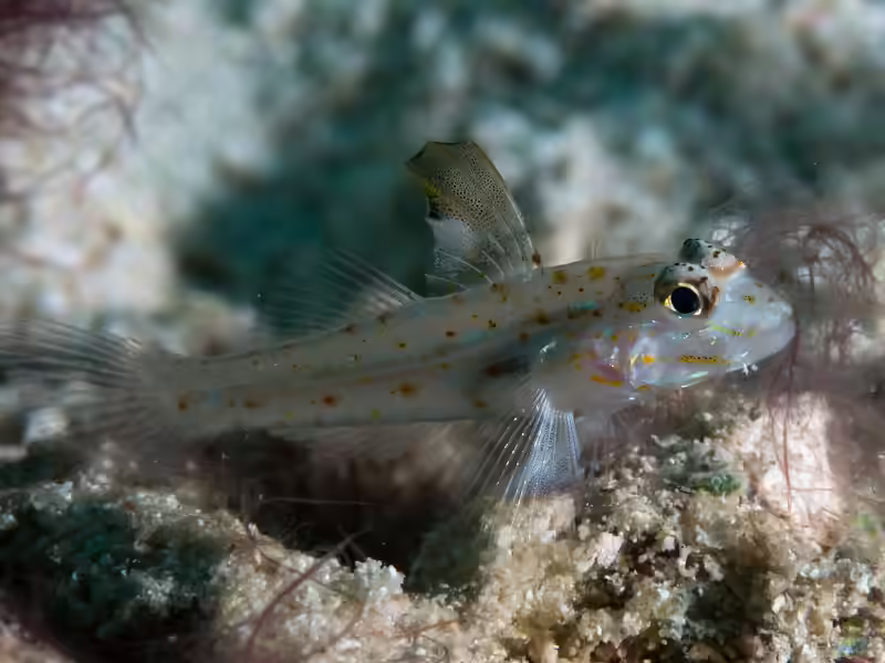 Fusigobius melacron im Aquarium halten (Einrichtungsbeispiele für Fusigobius melacron)