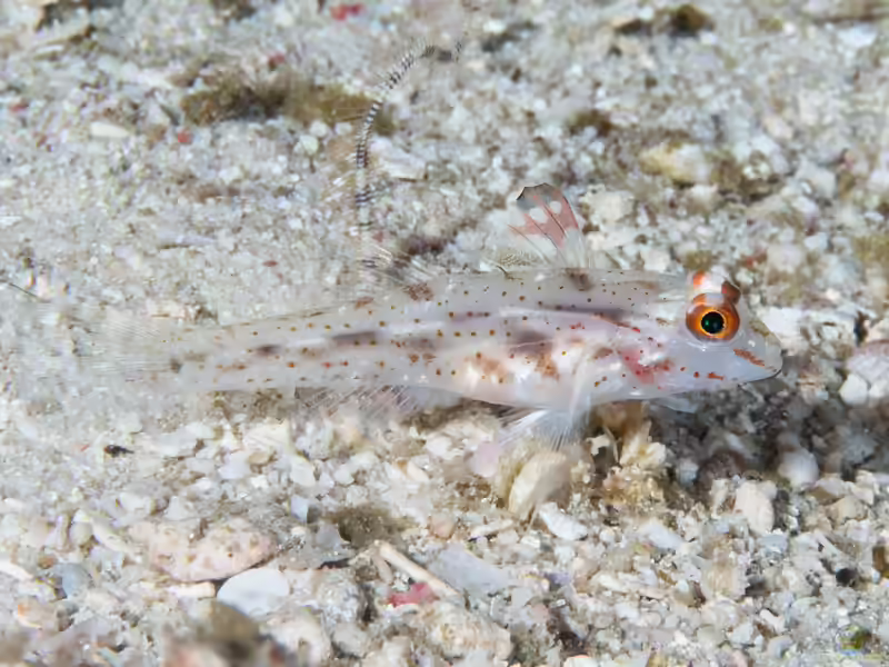 Fusigobius signipinnis im Aquarium halten (Einrichtungsbeispiele für Signalgrundel)