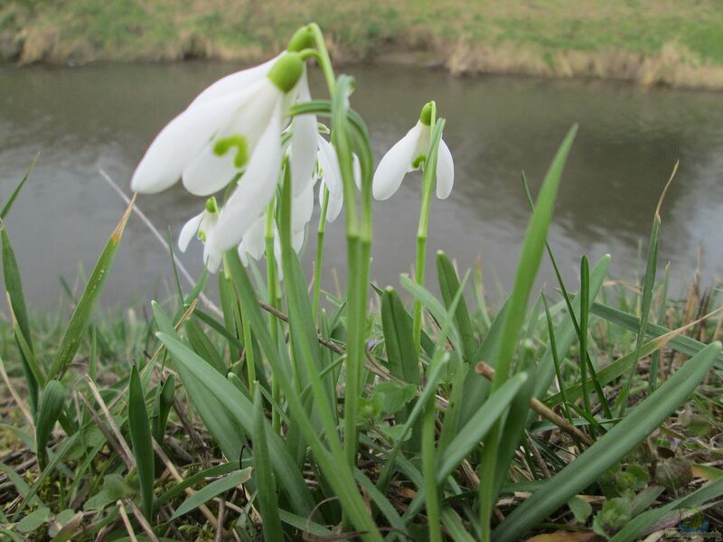 Galanthus nivalis am Gartenteich pflanzen (Einrichtungsbeispiele mit Schneeglöckchen)