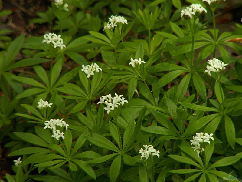 Galium odoratum im Garten pflanzen (Einrichtungsbeispiele mit Waldmeister)