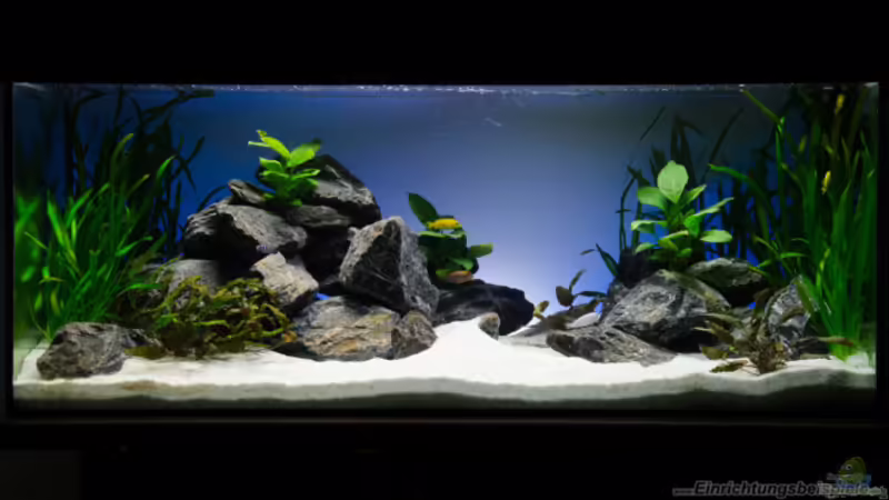 Einrichtungsbeispiele mit afrikanischen Biotopen