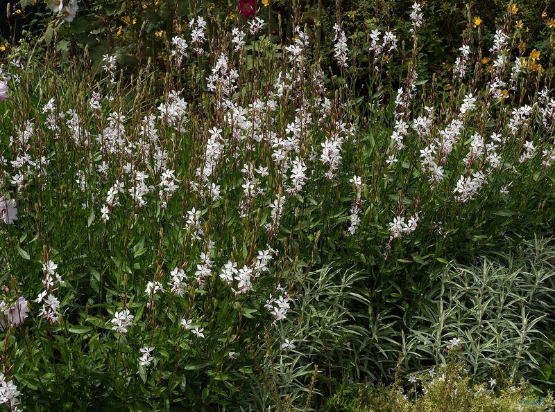 Gaura lindheimeri am Gartenteich pflanzen (Einrichtungsbeispiele mit Garten-Prachtkerze)