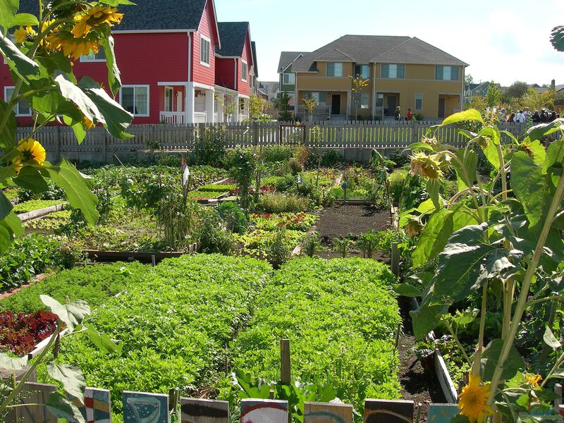 Der Gemeinschaftsgarten (Einrichtungsbeispiele für Gemeinschaftsgärten)