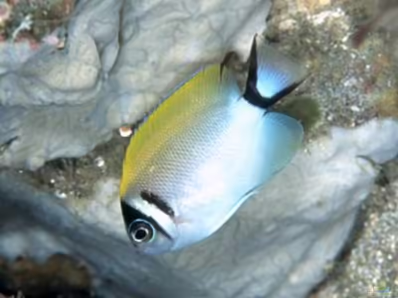 Genicanthus semifasciatus im Aquarium halten (Einrichtungsbeispiele für Japan-Lyrakaiserfisch)