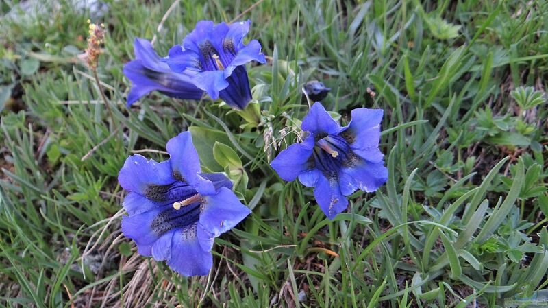 Gentiana alpina am Gartenteich pflanzen (Einrichtungsbeispiele mit Alpen-Enzian)