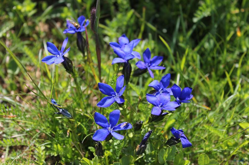 Gentiana bavarica am Gartenteich pflanzen (Einrichtungsbeispiele mit Bayerischer Enzian)