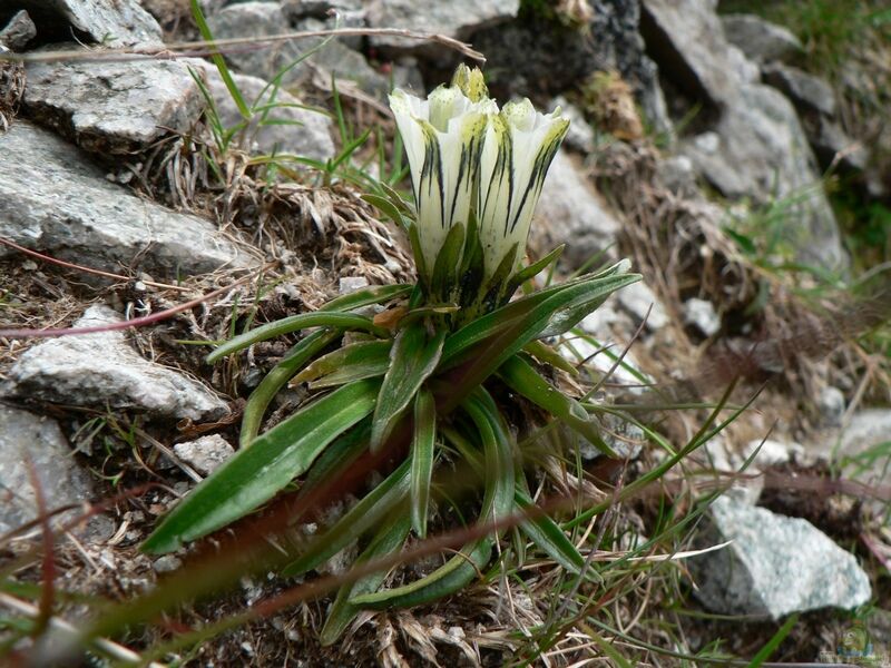 Gentiana frigida am Gartenteich pflanzen (Einrichtungsbeispiele mit Tauern-Enzian)