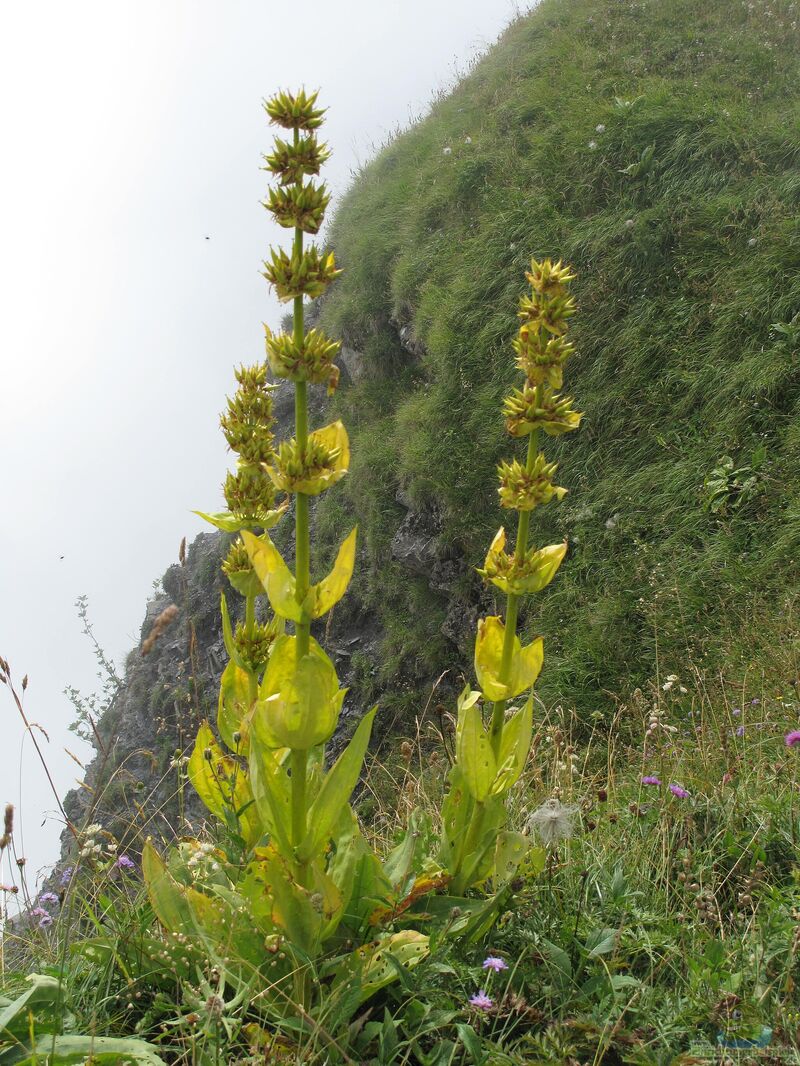 Gentiana lutea am Gartenteich pflanzen (Einrichtungsbeispiele mit Gelber Enzian)