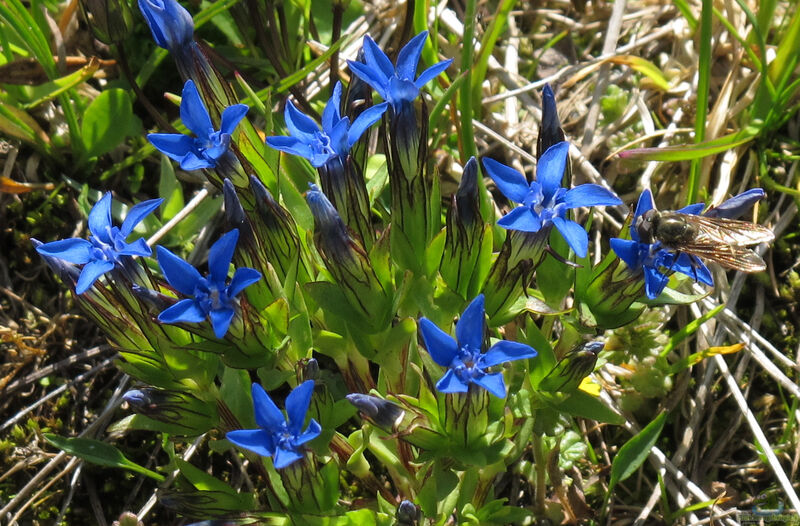 Gentiana nivalis am Gartenteich pflanzen (Einrichtungsbeispiele mit Schnee-Enzian)