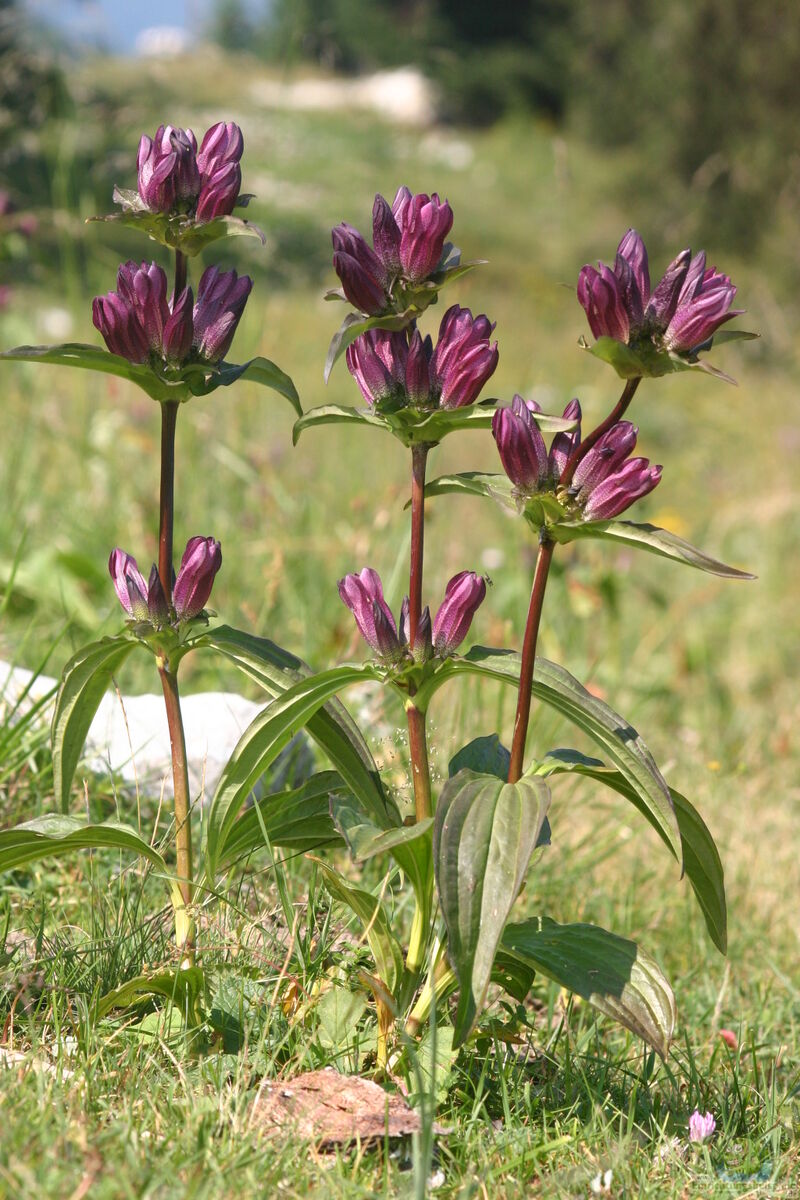 Gentiana pannonica am Gartenteich pflanzen (Einrichtungsbeispiele mit Ostalpen-Enzian)