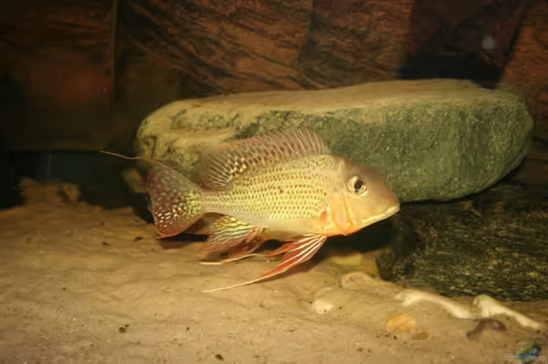 Geophagus altifrons im Aquarium halten (Einrichtungsbeispiele mit Hochstirn-Erdfresser)
