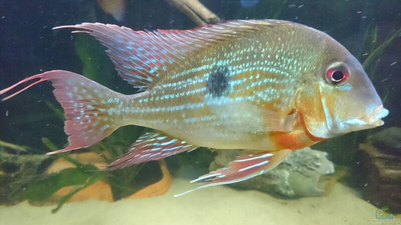 Geophagus brachybranchus im Aquarium halten (Einrichtungsbeispiele mit Geophagus brachybranchus)