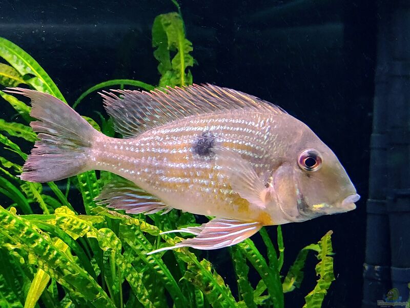 Geophagus-Arten im Aquarium halten (Einrichtungsbeispiele für Aquarien mit Erdfressern)