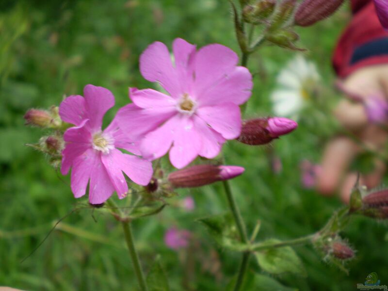 Geranium macrorrhizum im Garten pflanzen (Einrichtungsbeispiele mit Balkan-Storchschnabel)