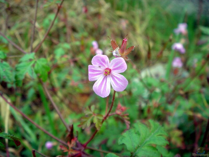 Geranium robertianum im Garten pflanzen (Einrichtungsbeispiele mit Ruprechtskraut)