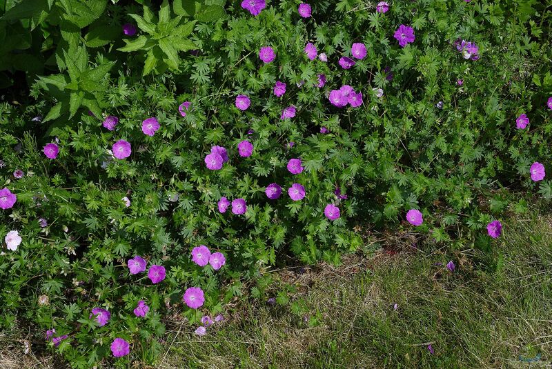 Geranium sanguineum am Gartenteich pflanzen (Einrichtungsbeispiele mit Blutroter Storchschnabel)