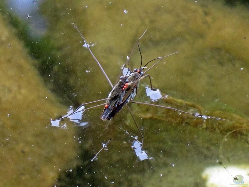 Gerris lacustris am Gartenteich halten (Einrichtungsbeispiele für Wasserläufer)