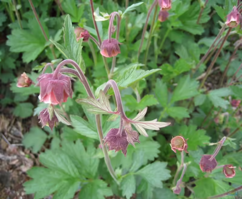 Geum rivale am Gartenteich (Einrichtungsbeispiele mit Bach-Nelkenwurz)