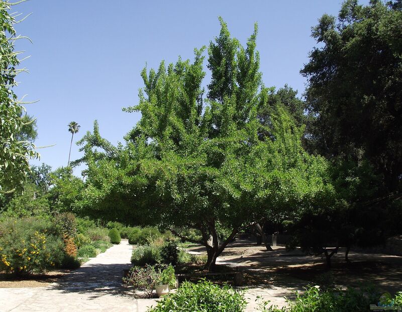 Ginkgo biloba im Garten pflanzen (Einrichtungsbeispiele mit Ginkobaum)