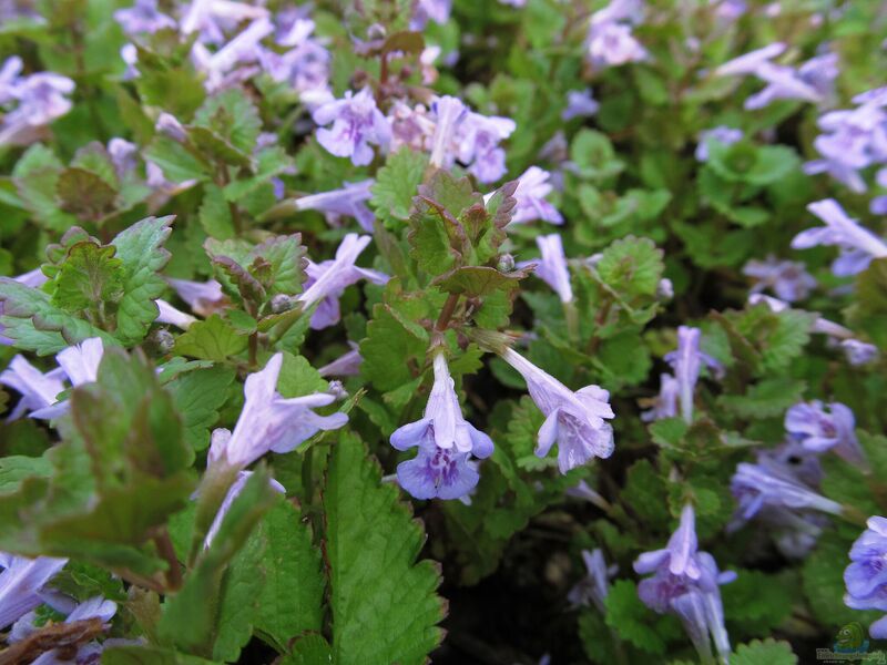 Glechoma hederacea im Garten pflanzen (Einrichtungsbeispiele mit Gundermann)