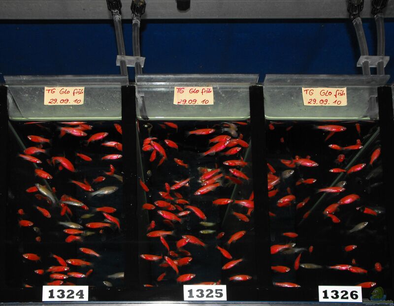 Glofish im Aquarium halten (Einrichtungsbeispiele für Leuchtfische)