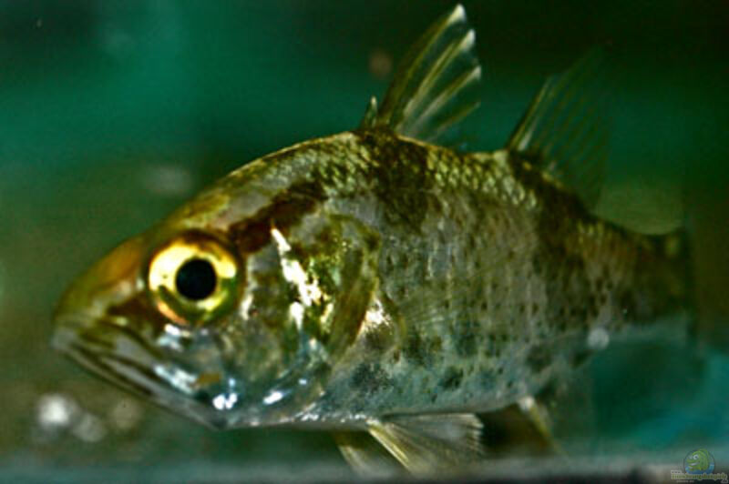 Glossamia aprion im Aquarium halten (Einrichtungsbeispiele für Süßwasser-Kardinalbarsche)