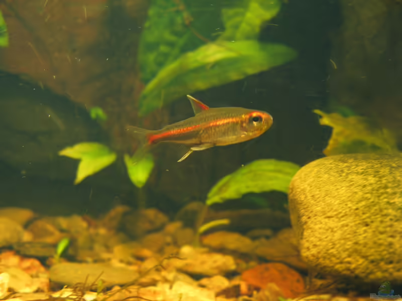 Hemigrammus erythrozonus im Aquarium halten (Einrichtungsbeispiele mit Glühlichtsalmler)