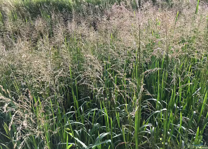 Glyceria maxima am Gartenteich (Einrichtungsbeispiele mit Große Segge)