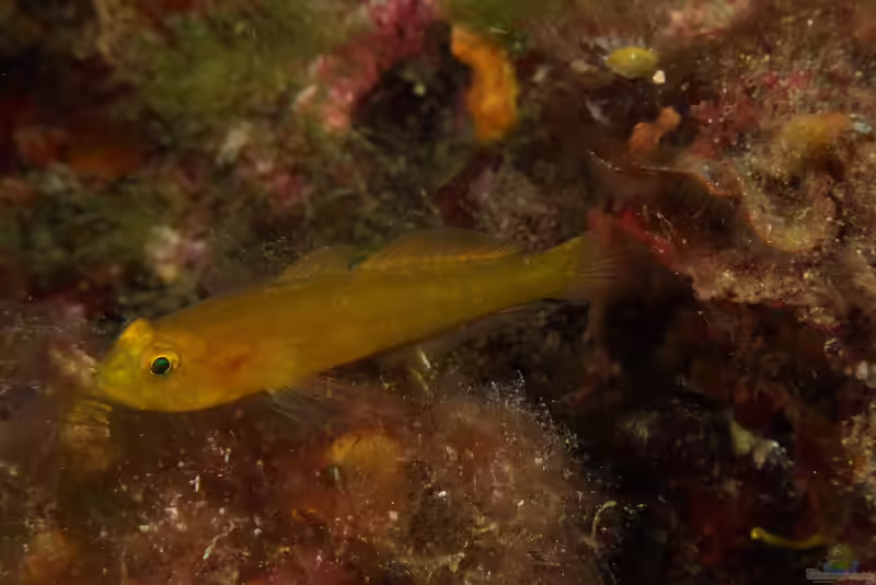 Gobius auratus im Aquarium halten (Einrichtungsbeispiele für Gobius auratus)