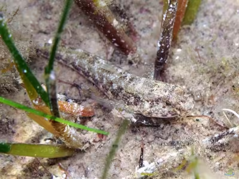 Gobius couchi im Aquarium halten (Einrichtungsbeispiele für Gobius couchi)
