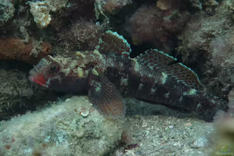 Gobius cruentatus im Aquarium halten (Einrichtungsbeispiele für Rotlippengrundel)