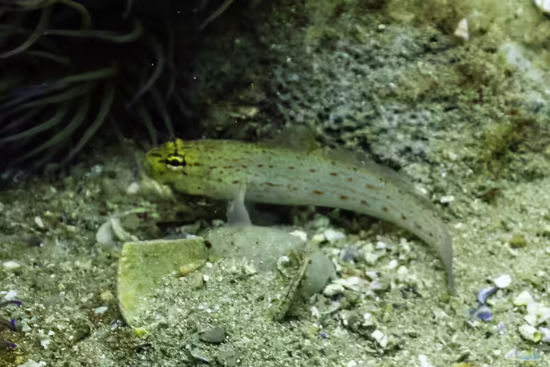 Gobius xanthocephalus im Aquarium halten (Einrichtungsbeispiele für Gelbkopfgrundel)