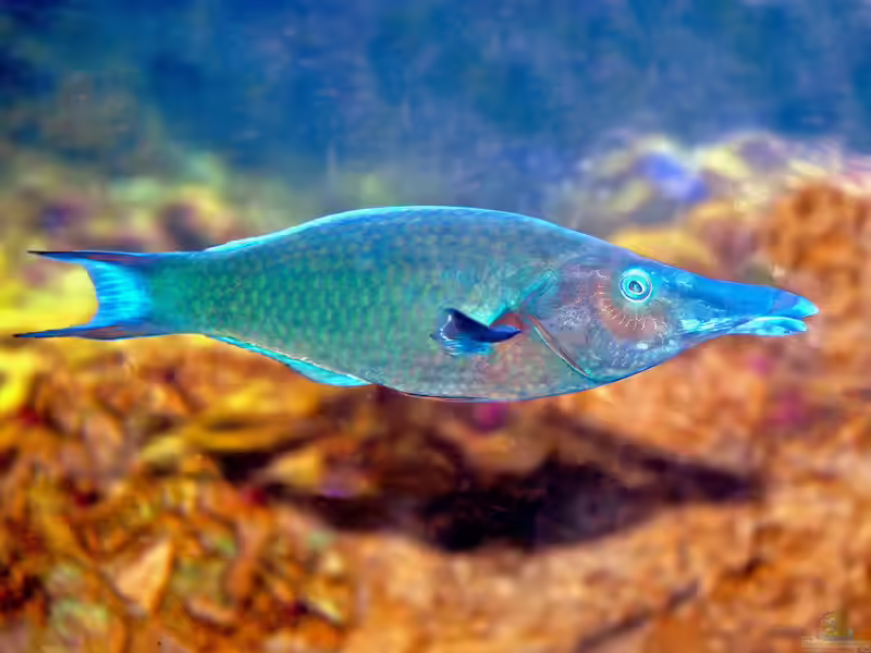 Gomphosus caeruleus im Aquarium halten (Einrichtungsbeispiele für Blauer Vogel-Lippfisch)