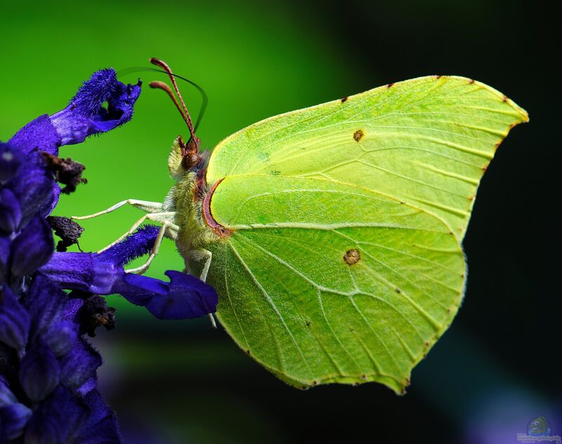 Gonepteryx rhamni im Garten (Einrichtungsbeispiele mit Zitronenfalter)