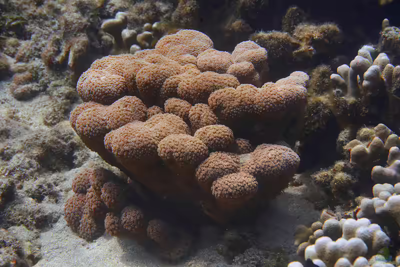 Goniopora lobata im Aquarium halten (Einrichtungsbeispiele für Rote Blumentopfkoralle)